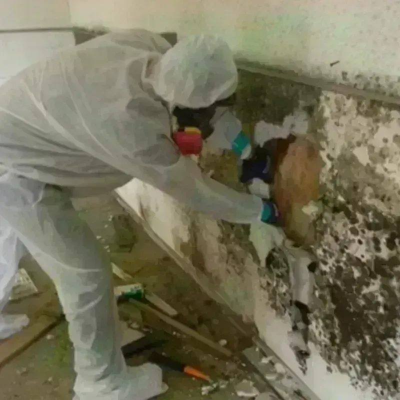 Mold Remediation and Removal in Ascension Parish, LA